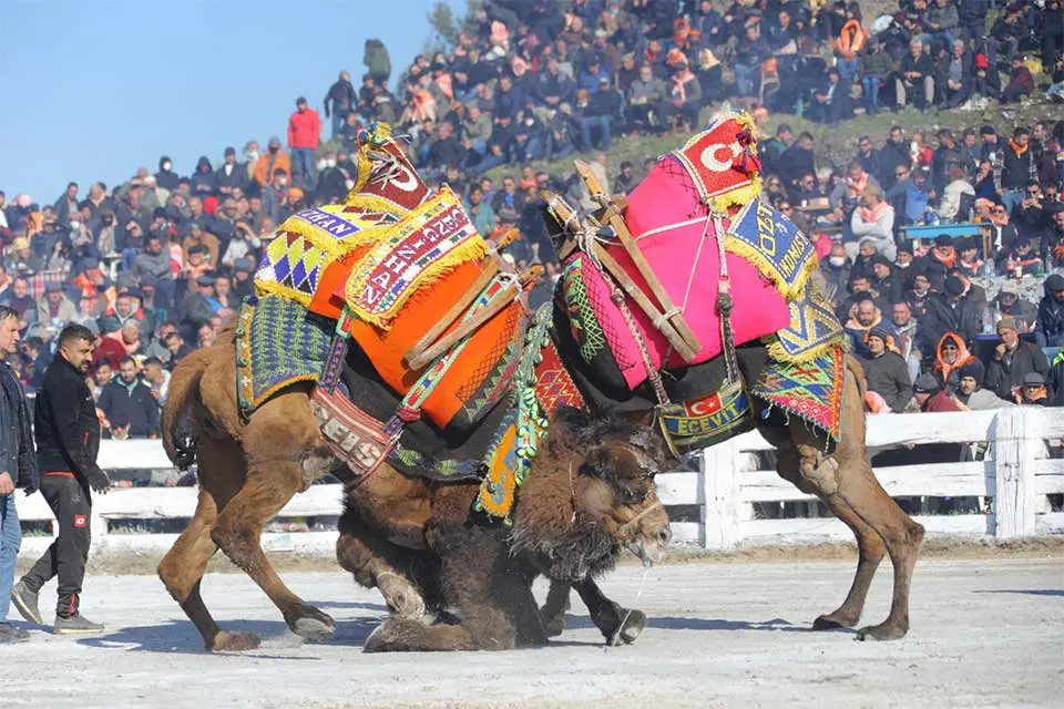 40. Uluslararası Efes Sel&ccedil;uk Deve G&uuml;reşleri Festivali Pamucak Arena&rsquo;da yapılan