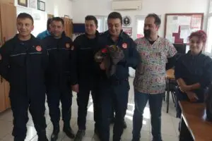 Muğlanın Bodrum il&ccedil;esinde, otomobilin motoruna&nbsp; sıkışan kediyi itfaiye ekipleri kurtardı.