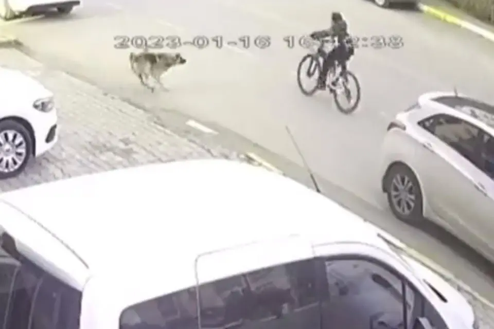 İzmir&rsquo;in Torbalı il&ccedil;esinde&nbsp;16 yaşındaki M.T., bisikletle giderken k&ouml;peğin saldırısından ka&ccedil;arken