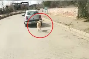 Aydın&rsquo;ın Kuyucak il&ccedil;esinde, bir k&ouml;peği iple otomobilin arkasına bağlayarak &ccedil;ektiği