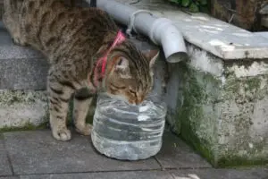 Kapı önleri ve bahçelere bırakılan sular, sivrisinekler için tehlikeli üreme