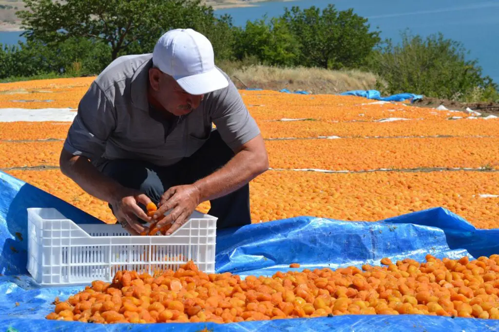 Malatya Kayısısında Hasat Zamanı!