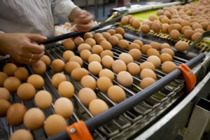 Tarım ve Orman Bakanlığı, Türkiye’den Tayvan’a ihraç edilen yumurtalarda, insan