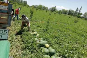 Marmaraereğlisi ilçesinde, karpuz üreticilerinin sulama ihtiyacının karşılandığı Türkmenli Barajı’ndaki su