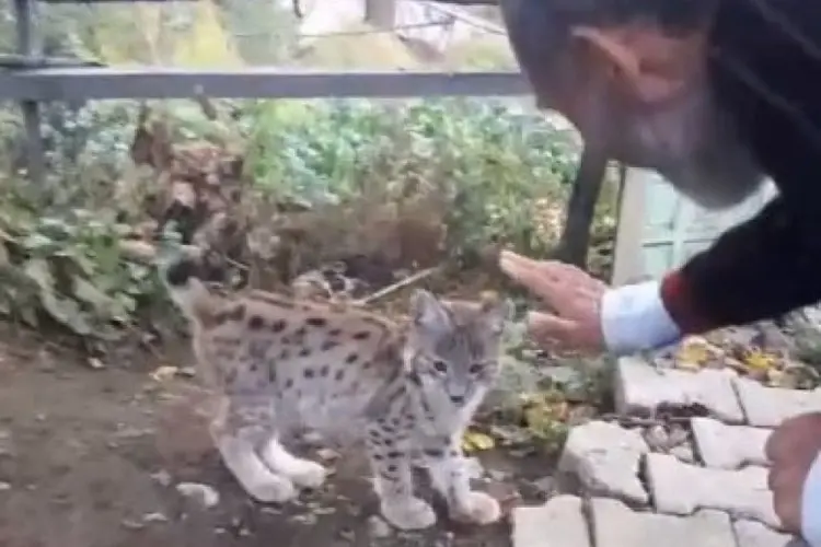 Sakin bir yaşam seçen vaşak yavrusu, köy sakinlerinin ilgi odağı oldu 4 vaşak