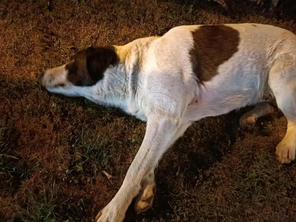 köpek