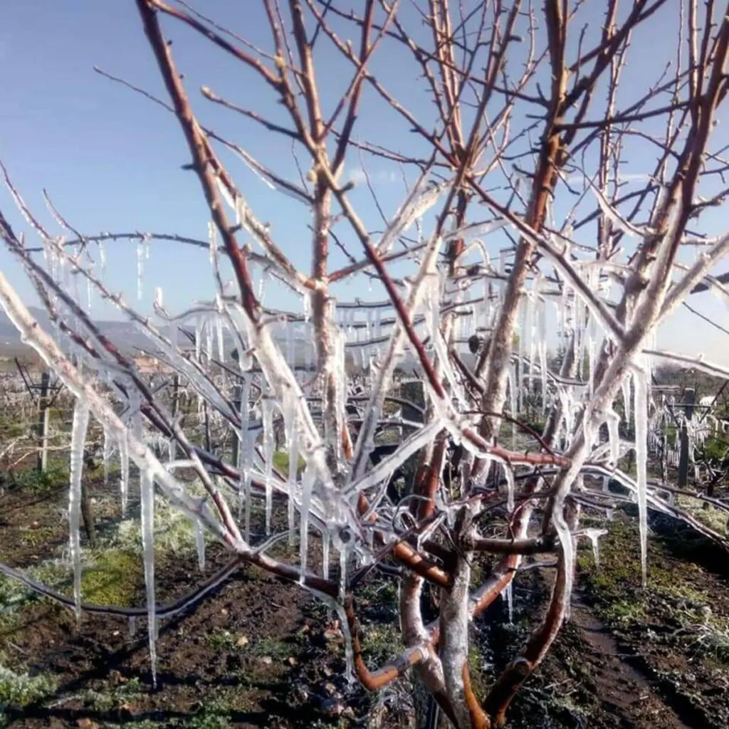 Meteoroloji uyardı: İzmir'de 'Zirai Don'