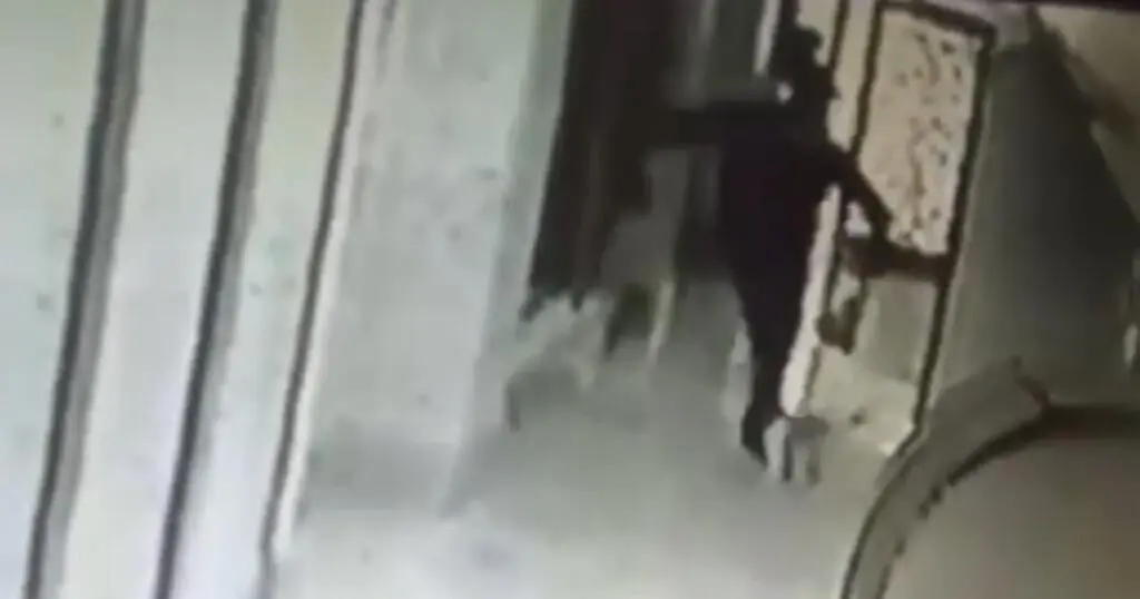 İzmir'de vahşet: Kedileri öldürüp bahçeye atan cani hakkında yeni gelişme 5 kedi
