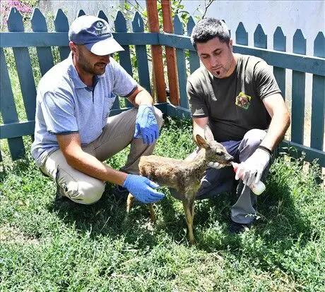 Doğal Yaşam Parkı'nın sevimli misafiri Yavru Karaca Seval biberonla besleniyor 4 yaşam