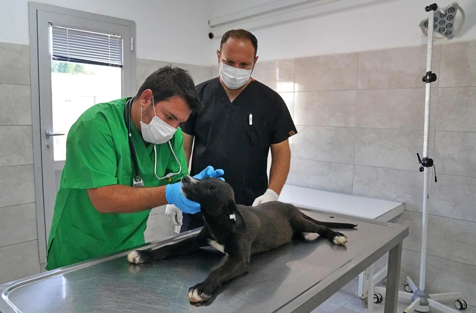 Dünya Sağlık Örgütü İzmir’i konuşuyor: Sahiplendirme ve kısırlaştırmada rekor 4 Dünya Sağlık Örgütü İzmir’i konuşuyor: Sahiplendirme ve kısırlaştırmada rekor