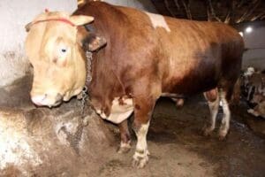 &Ccedil;orum'da Kurban Bayramı &ouml;ncesi satışa &ccedil;ıkarılan 1,3 tonluk boğa, alıcısını