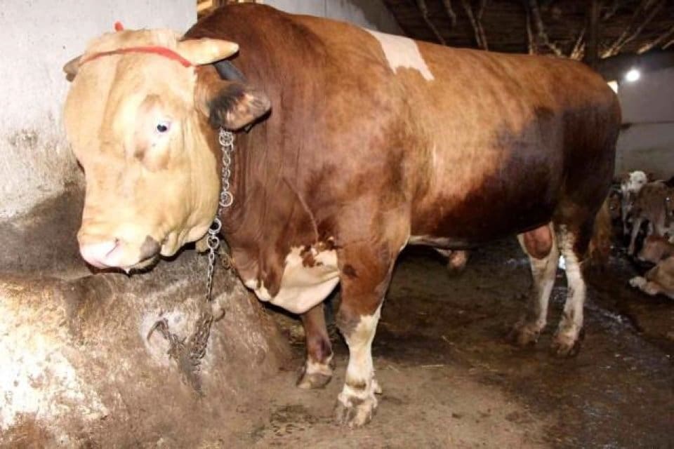 &Ccedil;orum'da Kurban Bayramı &ouml;ncesi satışa &ccedil;ıkarılan 1,3 tonluk boğa, alıcısını