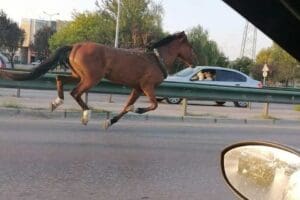Bursa&rsquo;da bağlı olduğu arabada boyunluğu koparıp firar eden bir at,