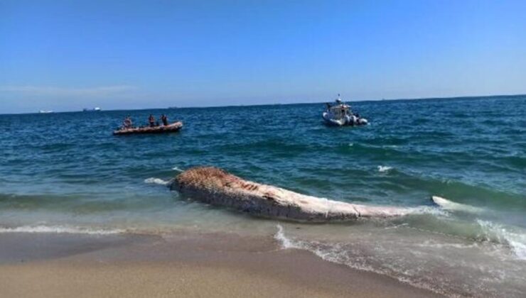 10 metre boyunda oluklu balina kıyıya vurdu! Görenler inanamadı