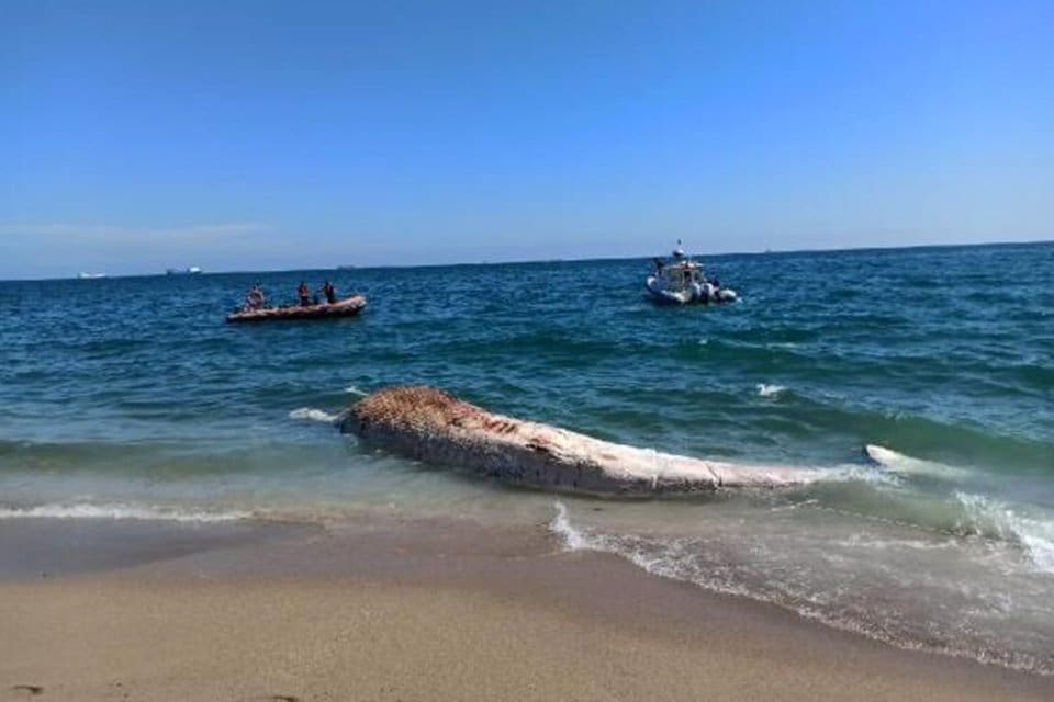 Mersin'de 200 metre a&ccedil;ıkta b&uuml;y&uuml;k bir cismin y&uuml;zd&uuml;ğ&uuml;n&uuml; g&ouml;ren vatandaşlar