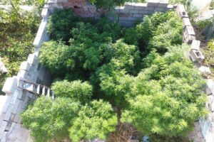 İzmir'in 11 ilçede jandarma ekiplerince narkotik köpekleri ve drone destekli