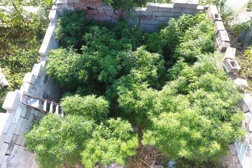 İzmir'in 11 ilçede jandarma ekiplerince narkotik köpekleri ve drone destekli