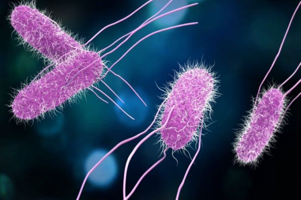 D&uuml;nya Sağlık &Ouml;rg&uuml;t&uuml; a&ccedil;ıklama yaparak &ldquo;monofazik Salmonella Typhimurium sekansı tip