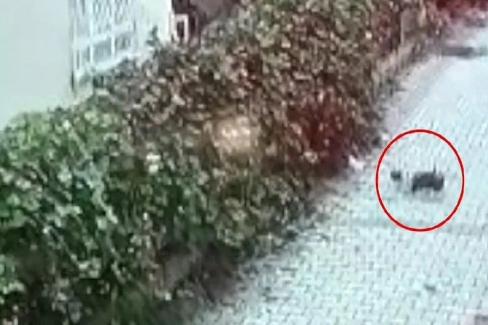 Antalya'nın Alanya il&ccedil;esinde yeni doğan kız bebeği koydukları poşetle 5