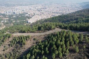 Manisa'da 19 yıl &ouml;nce &ccedil;ıkan yangında k&uuml;le d&ouml;nen orman, yapılan