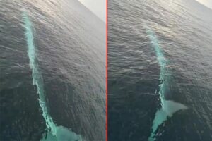 Adana'nın Karataş ilçesinde balıkçı teknesindeki balıkçılar tarafından cep telefonu kamerasıyla