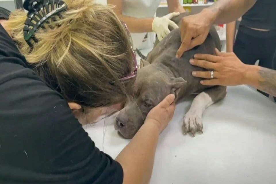 Adana&rsquo;da bir kadın, evinin balkonunda k&ouml;peğine tekme ve yumrukla saldırdı.