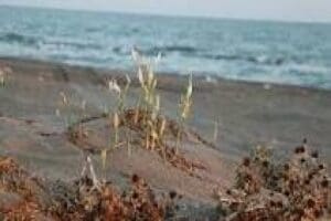 Adana&rsquo;nın Karataş il&ccedil;esinde, Harbiş Plajı ile Bah&ccedil;e Mahallesi plajında denize