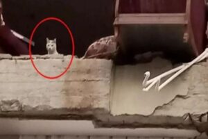 Hatay'ın Antakya il&ccedil;esinde ağır hasarlı binada mahsur kalan 'Pars' isimli