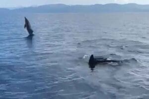 MUĞLA'da, denizdeki bir grup yunus, &ccedil;evredekiler tarafından g&ouml;r&uuml;nt&uuml;lendi. G&ouml;kova K&ouml;rgezi