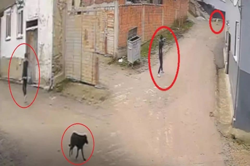 Bursa&rsquo;nın İneg&ouml;l il&ccedil;esinde, sokak k&ouml;peğini pompalı t&uuml;fekle vurarak &ouml;ld&uuml;ren, başka