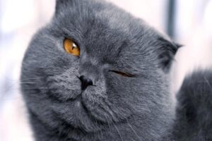 Almanya'nın Walldorf kentinde t&uuml;kenme tehlikesinde olan tepeli toygar kuşlarının neslini