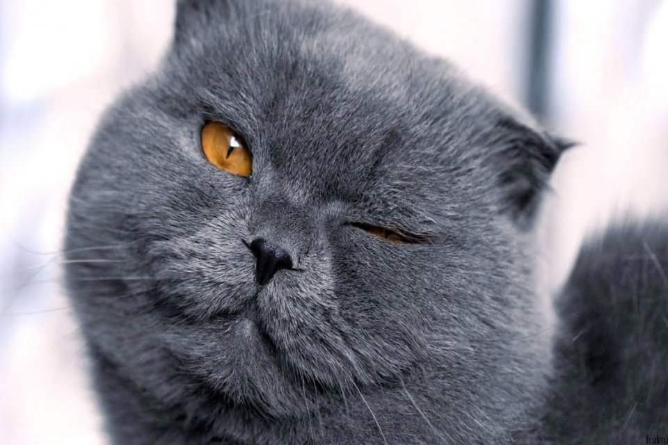 Almanya'nın Walldorf kentinde t&uuml;kenme tehlikesinde olan tepeli toygar kuşlarının neslini