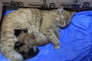 Karabağlar&rsquo;da anne şefkatini g&ouml;zler &ouml;n&uuml;ne seren ve g&ouml;renleri duygulandıran g&ouml;r&uuml;nt&uuml;ler