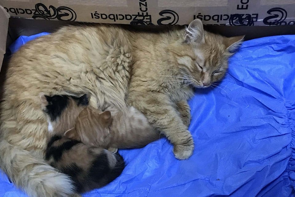 Karabağlar&rsquo;da anne şefkatini g&ouml;zler &ouml;n&uuml;ne seren ve g&ouml;renleri duygulandıran g&ouml;r&uuml;nt&uuml;ler
