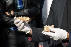 İzmir'in Bornova ilçesindeki Yeşilova ve Yassıtepe höyüklerinde yürütülen kazıların başkanlığını