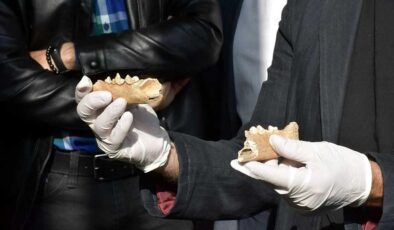 Antik yerleşimde tarihi buluş… 8 bin yıllık aslan ve panter kemikleri bulundu