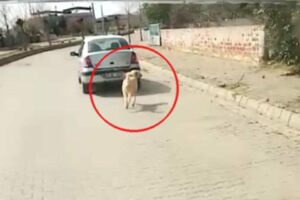 Aydın'ın Kuyucak ilçesinde, bir köpeğin iple otomobilin arkasına bağlanarak çekilmesi