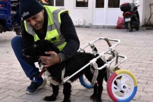 Aydın'ın Kuşadası il&ccedil;esinde ara&ccedil; &ccedil;arpması sonucu arka ayakları fel&ccedil; olan