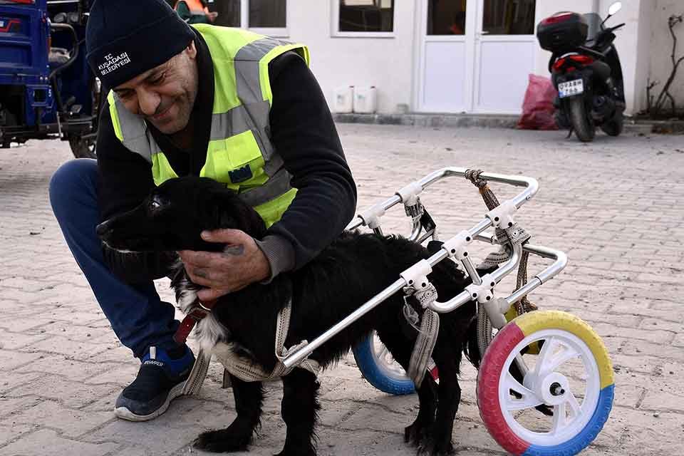 Aydın'ın Kuşadası il&ccedil;esinde ara&ccedil; &ccedil;arpması sonucu arka ayakları fel&ccedil; olan