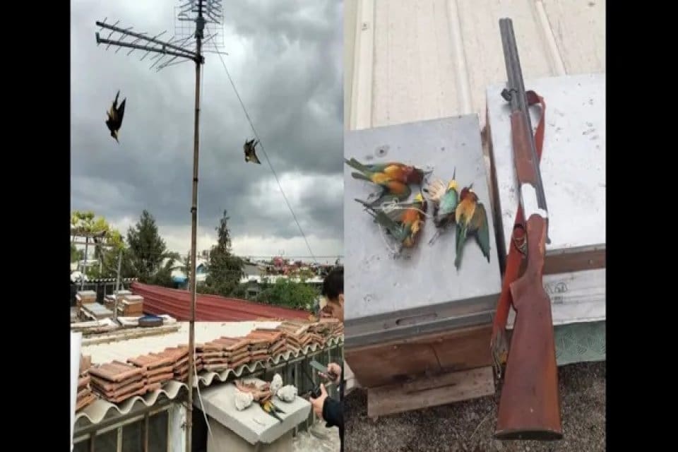Koruma altındaki arı kuşlarını av t&uuml;feği ile vurarak &ouml;ld&uuml;ren Selahattin