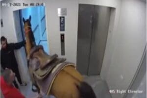 İsrail&rsquo;de arkadaşını ziyaret etmek isteyen kişi, atını asans&ouml;re bindirmeye &ccedil;alıştığı