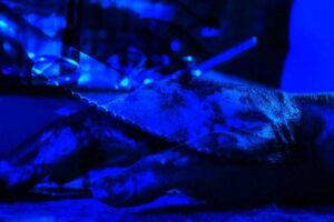 Polonyalı bir adam, yaklaşık yirmi yıl &ouml;ncesine dayanan davada, beş