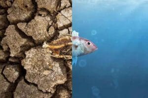 Avustralya'da hazırlanan bir &ccedil;evre raporunda &uuml;lkedeki durumun şoke edici olduğu