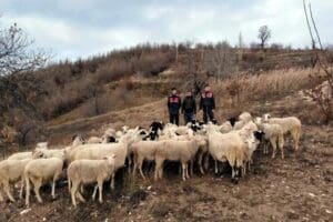 Aydın'da kaybolan 50 koyun İzmir&rsquo;in &Ouml;demiş il&ccedil;esinde bulunarak sahibine teslim