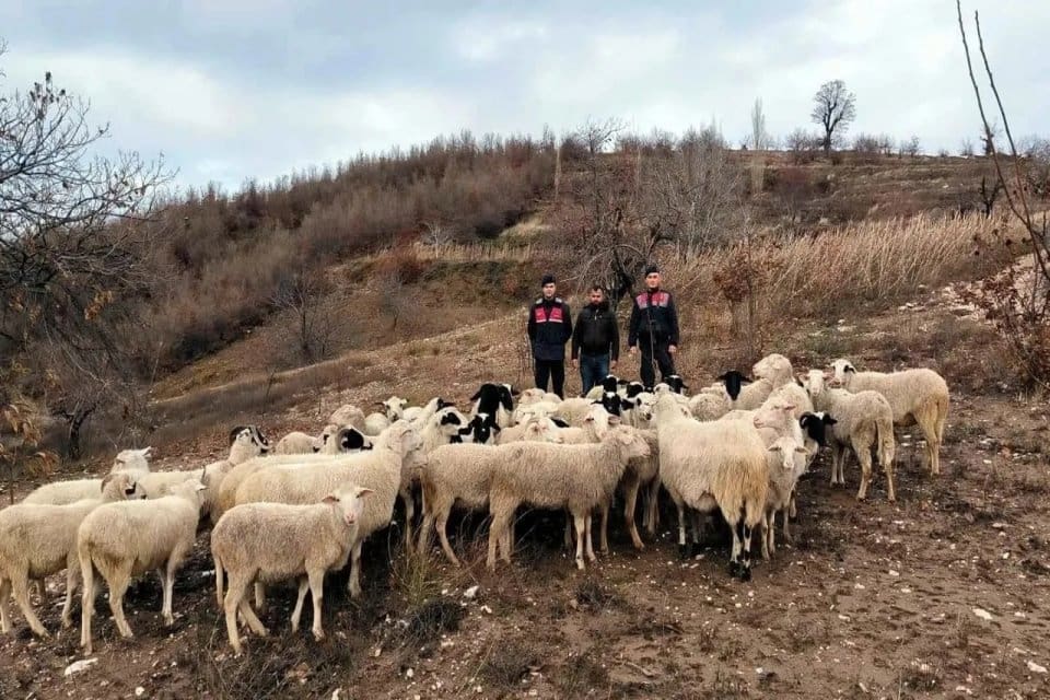 Aydın'da kaybolan 50 koyun İzmir&rsquo;in &Ouml;demiş il&ccedil;esinde bulunarak sahibine teslim