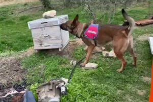 Denizli'nin Buldan il&ccedil;esinde jandarmanın bir bağ evine d&uuml;zenlediği operasyonda 11