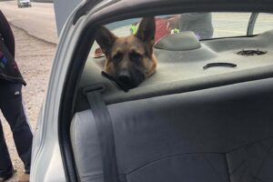 Muğla'nın Fethiye ilçesinde, otomobilin bagajında taşınan Alman kurdu köpeğin başı,