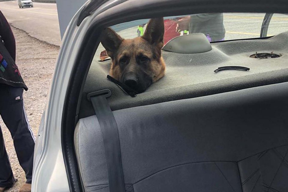 Muğla'nın Fethiye ilçesinde, otomobilin bagajında taşınan Alman kurdu köpeğin başı,