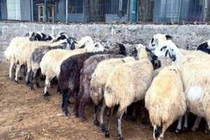 Hazine ve Maliye Bakanı Nureddin Nebati’nin “Koyun eti dana etine