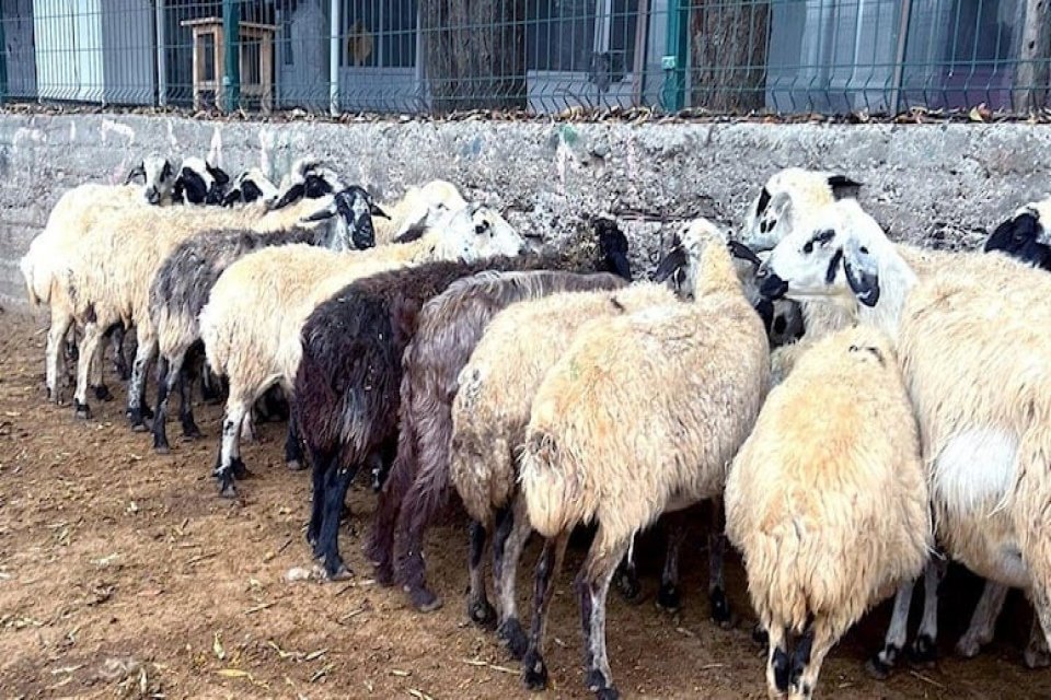 Hazine ve Maliye Bakanı Nureddin Nebati’nin “Koyun eti dana etine